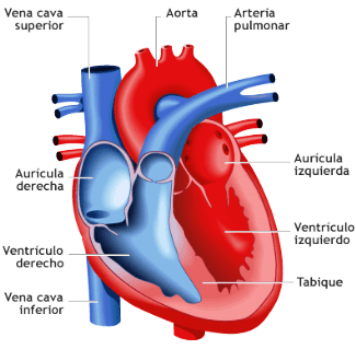 Resultado de imagen de el corazon
